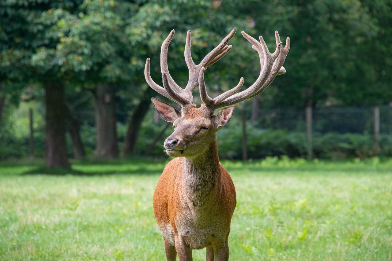 deer, animal, mammal, wildlife, nature, antler, wild, red deer, ruminant, forest, enclosure