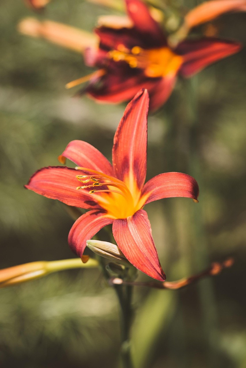 uudelleen kukoistavat päivänliljat, daylilies, kukikas tausta, kukat, kauniita kukkia, kukkii, luonne, kasvisto, kukka tapetti, puutarha