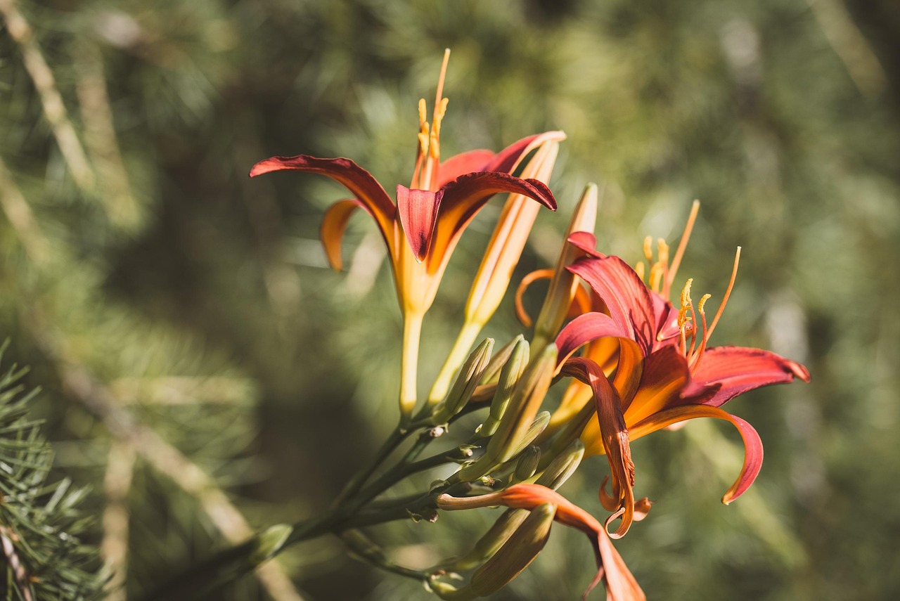 uudelleen kukoistavat päivänliljat, daylilies, kukat, kukikas tausta, kukkii, luonne, kasvisto, kauniita kukkia, kukka tapetti, puutarha
