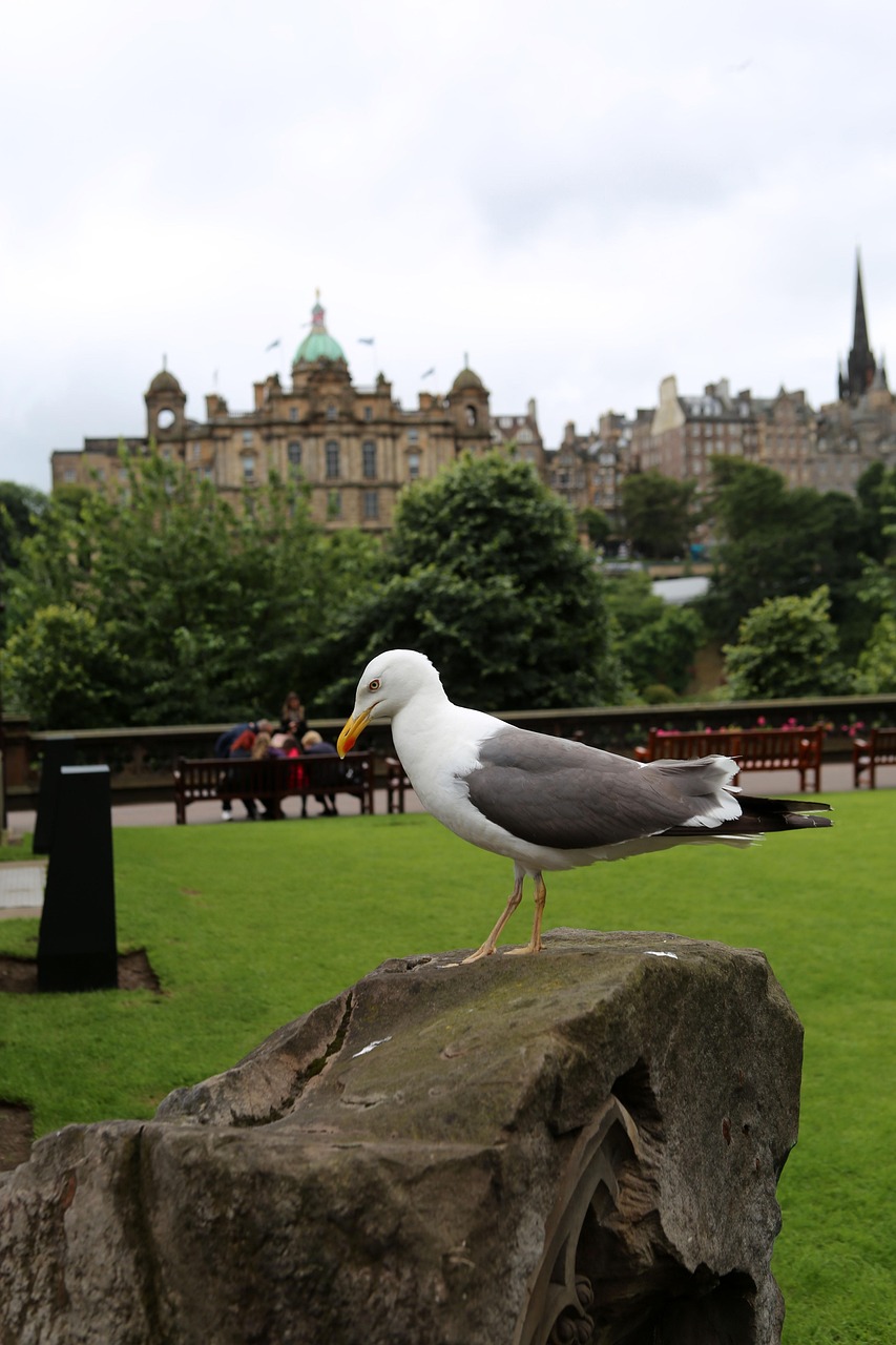 scott monument, park, edinburgh, scotland, dove, edinburgh, edinburgh, edinburgh, edinburgh, edinburgh