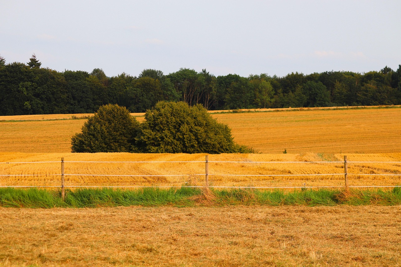 grain field, wheat field, agriculture, landscape, rural, field, nature, harvest time, countryside