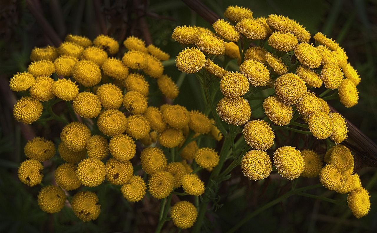 flower, tansy, inflorescence, flower baskets, tubular flowers, tanacetum vulgare, nature, flower background, flower wallpaper, chrysanthemum vulgare, fragrant plant, fodder plant, lush flower, yellow flower, coloring plant, beautiful flowers, host plant, wormwood, exuberant flower