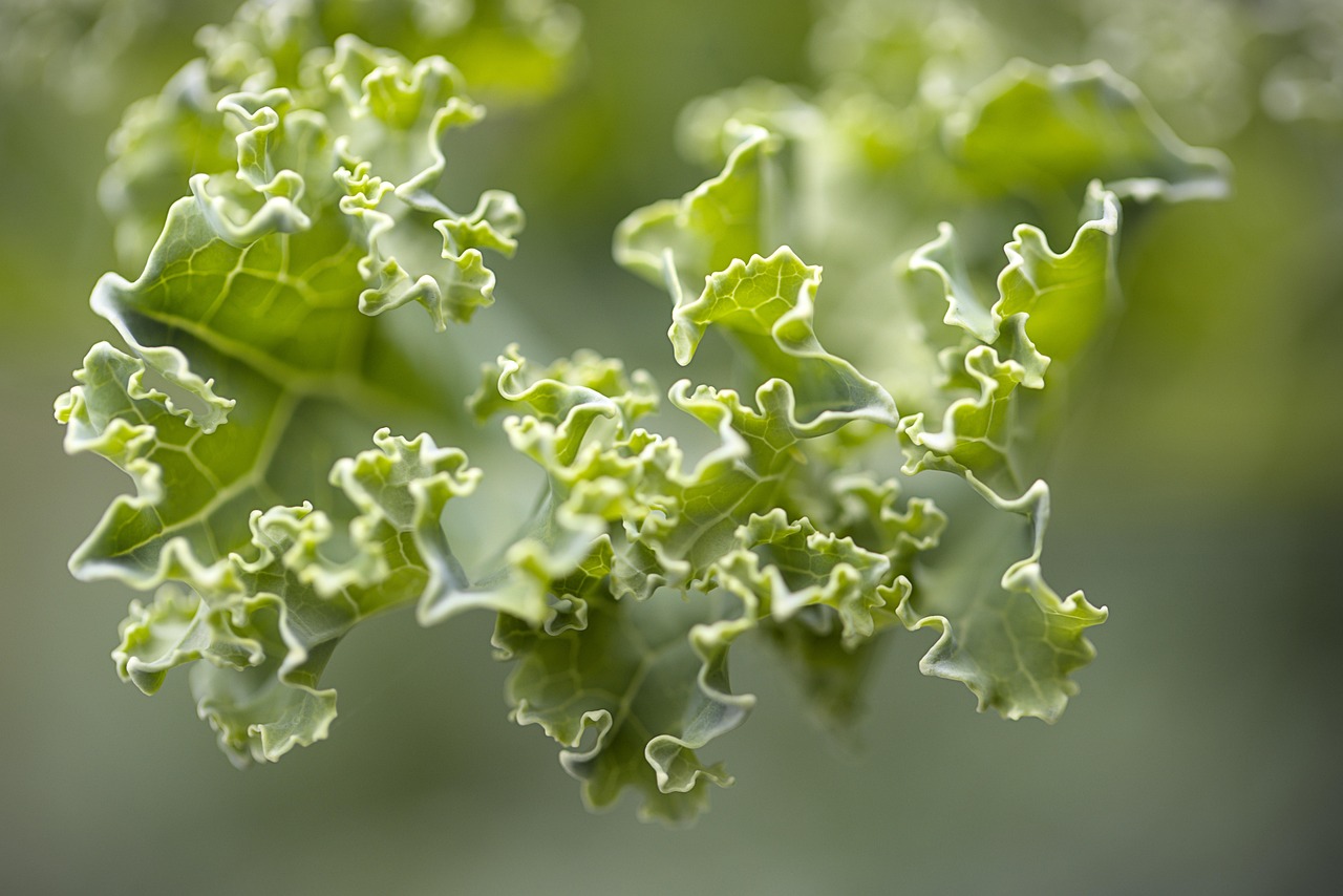 spring cabbage, cabbage, green, cabbage family, vegetable cabbage, vegetable plant, food
