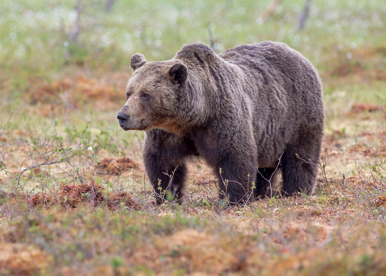 brown bear, bear, animal, omnivore, predator, dangerous, mammal, nature, wildlife, animal photography, wild animal, brown bear, brown bear, brown bear, bear, bear, bear, bear, bear, omnivore, omnivore, omnivore