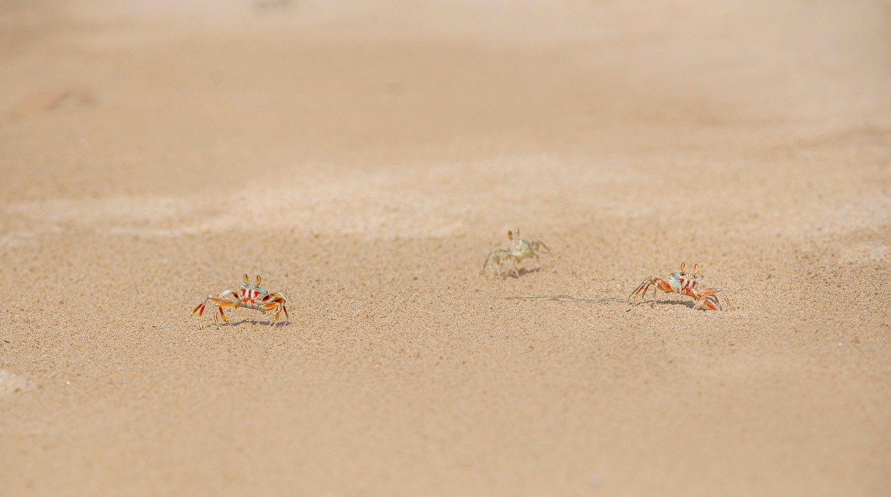 sabbia, spiaggia, mare, animale, natura, estate, vacanze, all'aperto, costa, clima tropicale, granchio, giorno, animali selvatici, nessuno, viaggio, copia spazio, immagine a colori, deserto, destinazioni di viaggio, piccolo, isola, divertimento, marrone isola