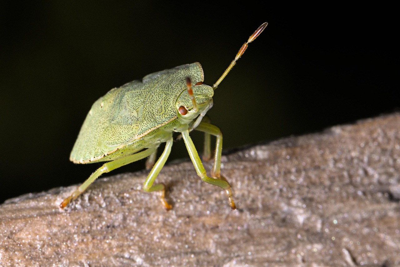 green stink bug, bug, nature, stink bug, insect, animal, close up