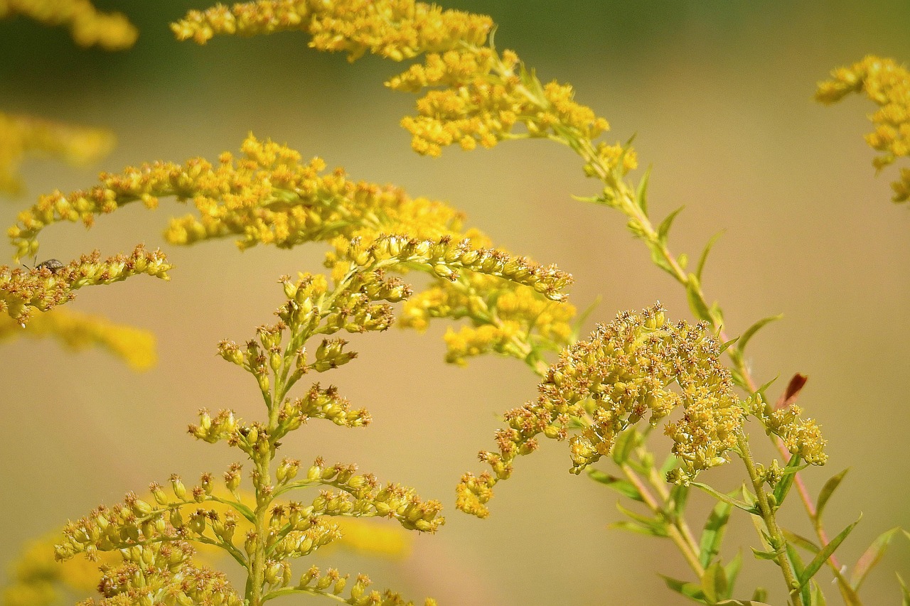 jättiläinen kultaharja, keltaiset kukat, niitty, solidago gigantea, luonne, puutarha