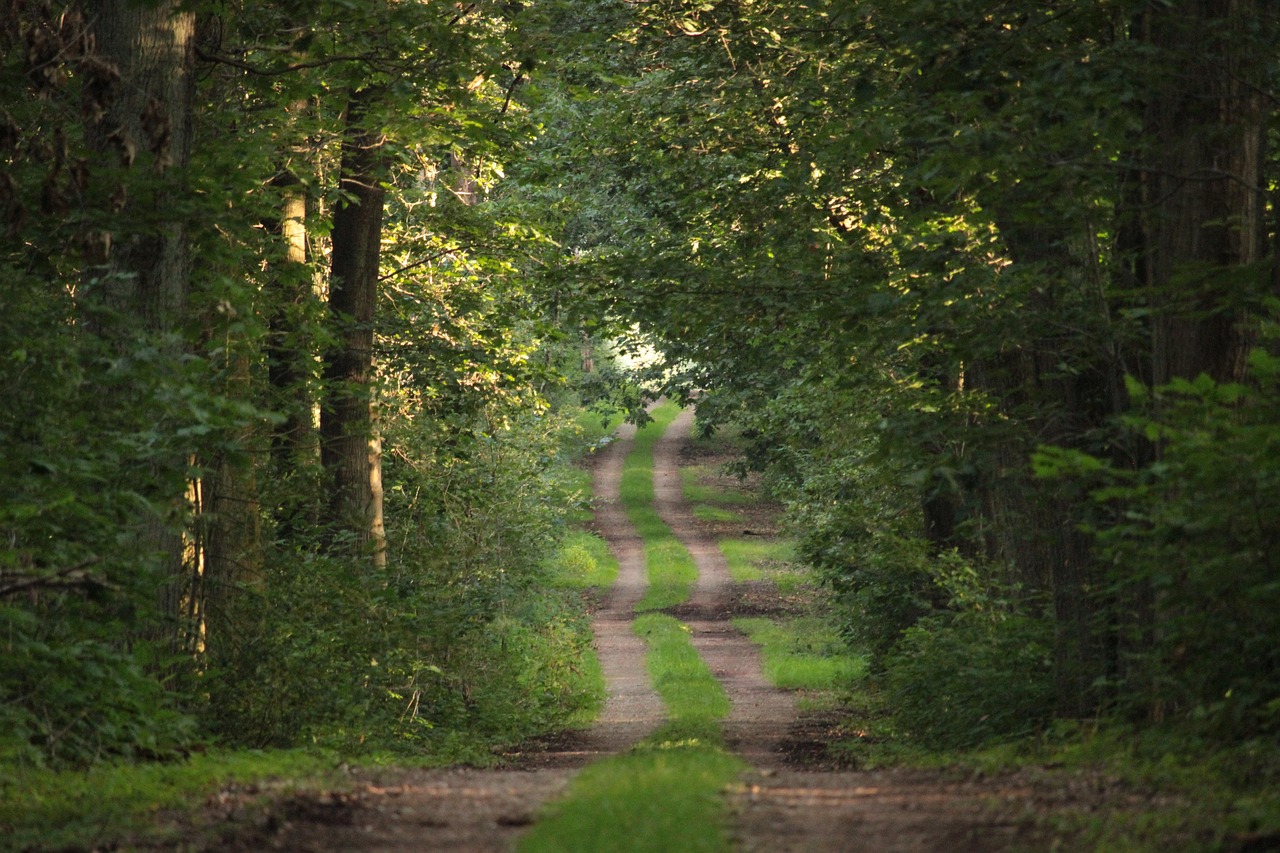 väg, skog, träd, spår, löv, grönska, landskap, natur