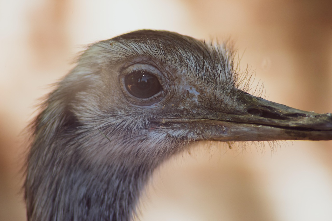 greater rhea, bird, head, animal, wildlife, nature, flightless bird, plumage, beak, closeup