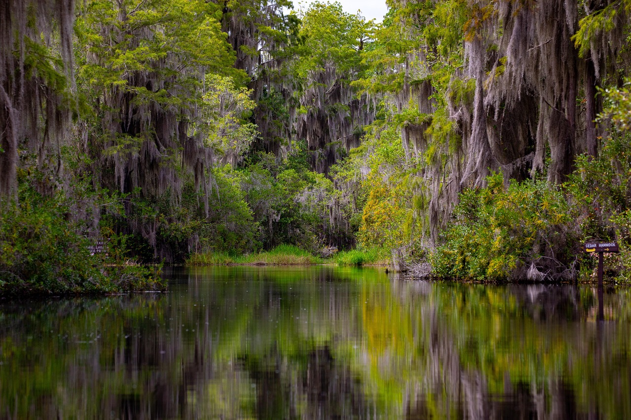 jezioro, natura, podróż, badanie, na dworze, bagno, las, okefenokee
