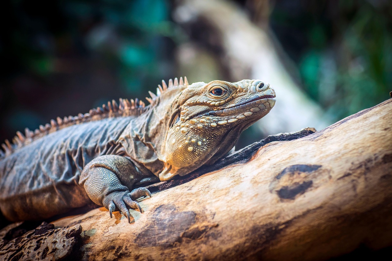 küçük antiller iguanası, iguana, kertenkele, sürüngen, squamata, ölçekli sürüngen, hayvan, doğa, yaban hayatı, koruma, jersey hayvanat bahçesi, kritik tehlike altındaki hayvan