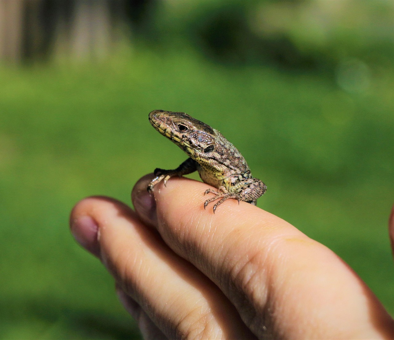 wall lizard, lizard, animal, reptile, nature, hand, closeup, wall lizard, wall lizard, wall lizard, wall lizard, wall lizard