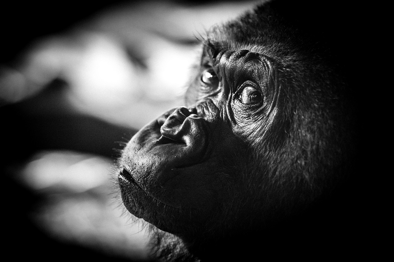 gorilla, nature, ape, animal, monochrome, primate, wildlife, mammal, omnivore, face, closeup, dark