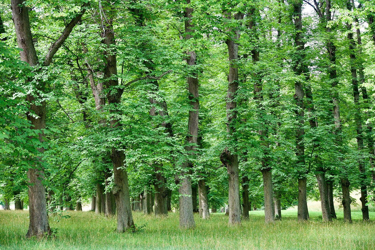 woud, natuur, bomen, omgeving, landschap, groen, gebladerte, gras, vegetatie, bossen
