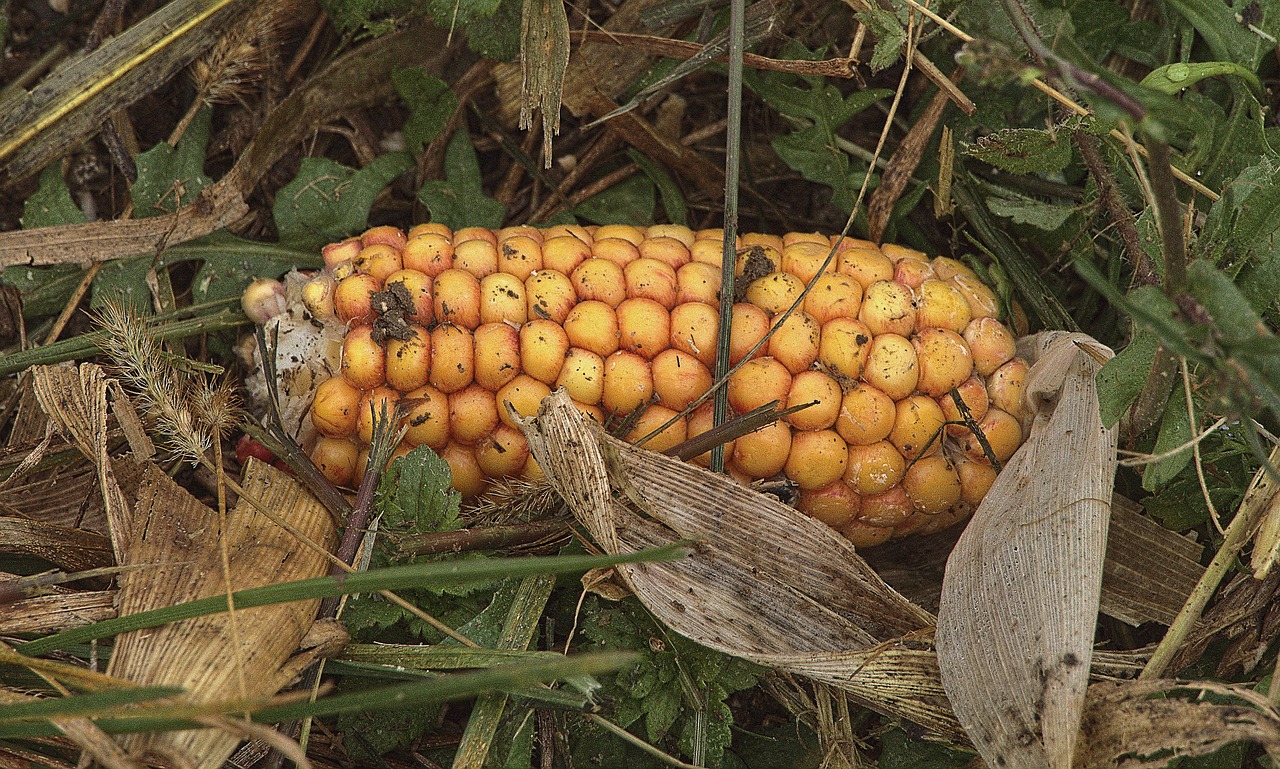 corn, corn on the cob, ground, harvest time, harvest, agriculture, crop