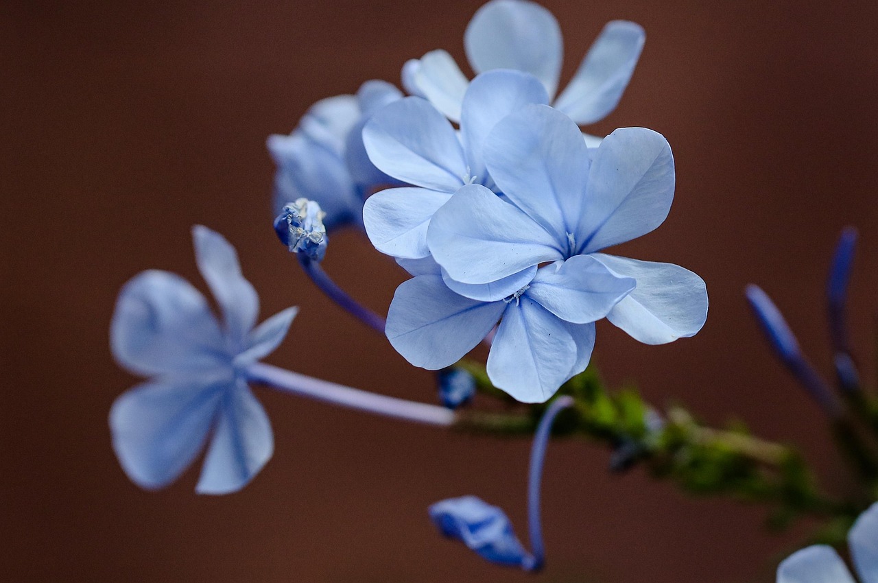 flower, blue flowers, garden, petals, beautiful flowers, flower background, blue petals, bloom, blossom, flora, plant, nature, flower wallpaper, close up