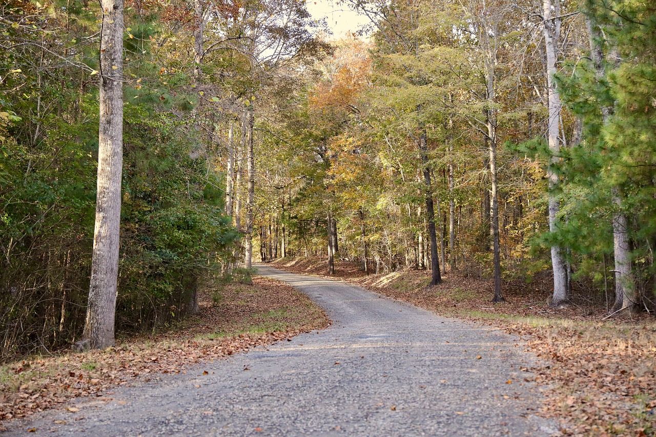 alabama, road, forest, woods, autumn, nature, rural, rural road, country road, back road