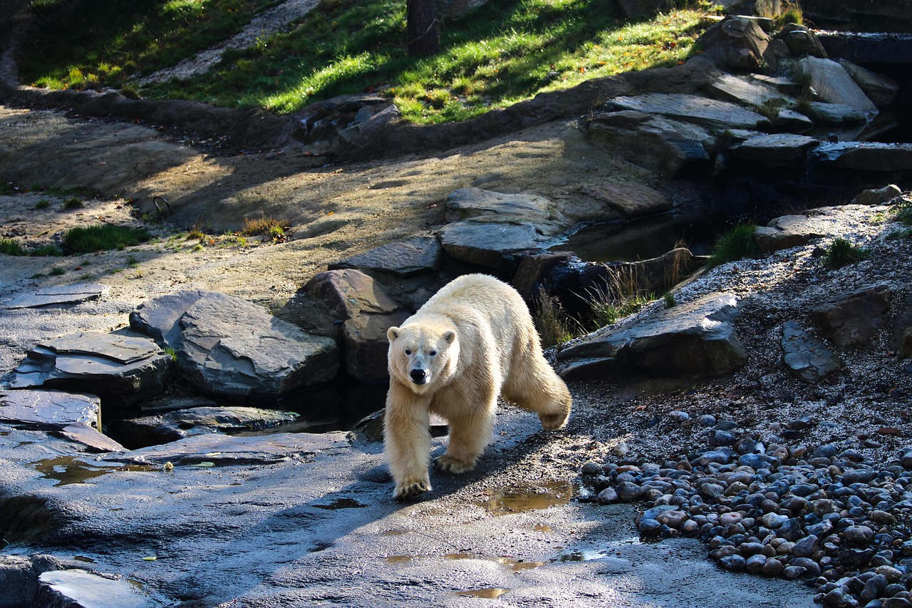 polar, bear, animal, omnivore, predator, dangerous, mammal, nature, wildlife, animal photography