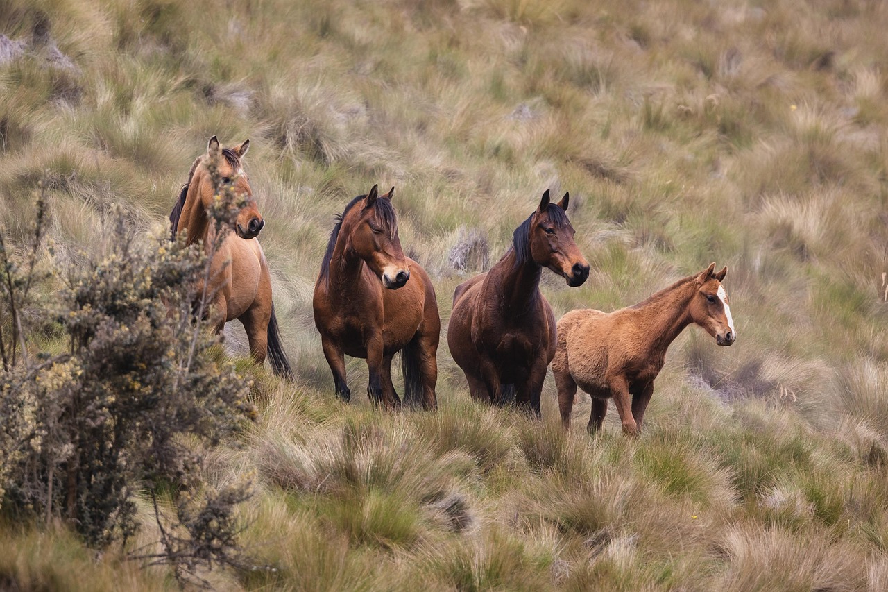 animale, cal, mamifer, specii, faună, natura, viata salbatica, ecvine