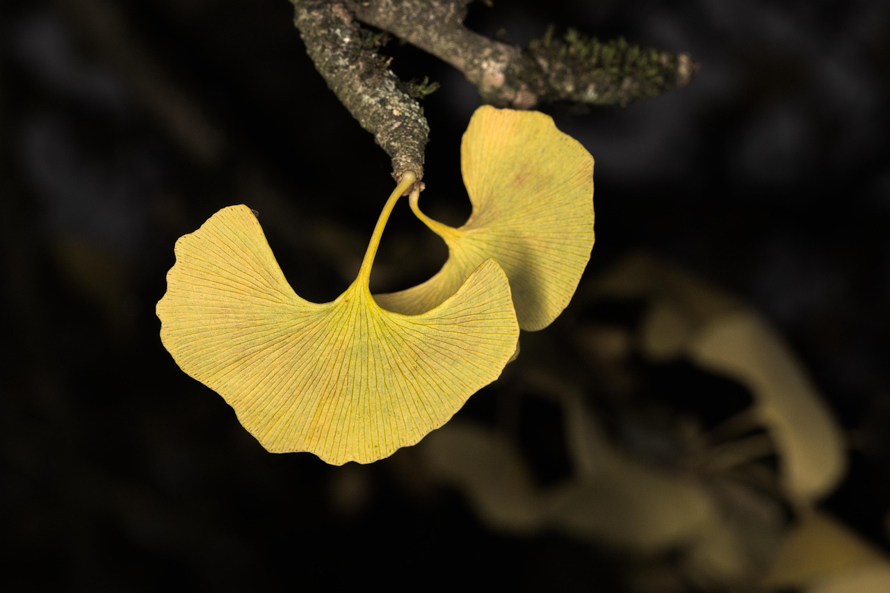 botanik, ginko, blatt, herbst, natur, ginko, ginko, ginko, ginko, ginko
