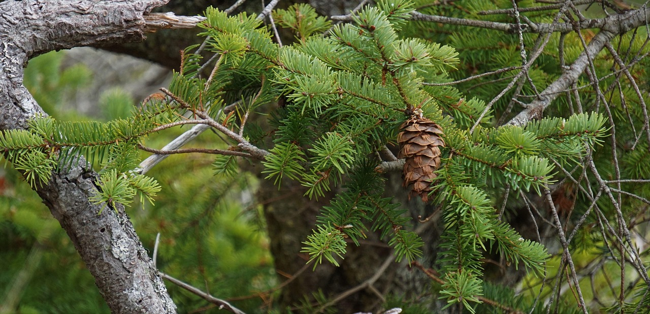 pine cone, tree, nature, fir, branch, evergreen