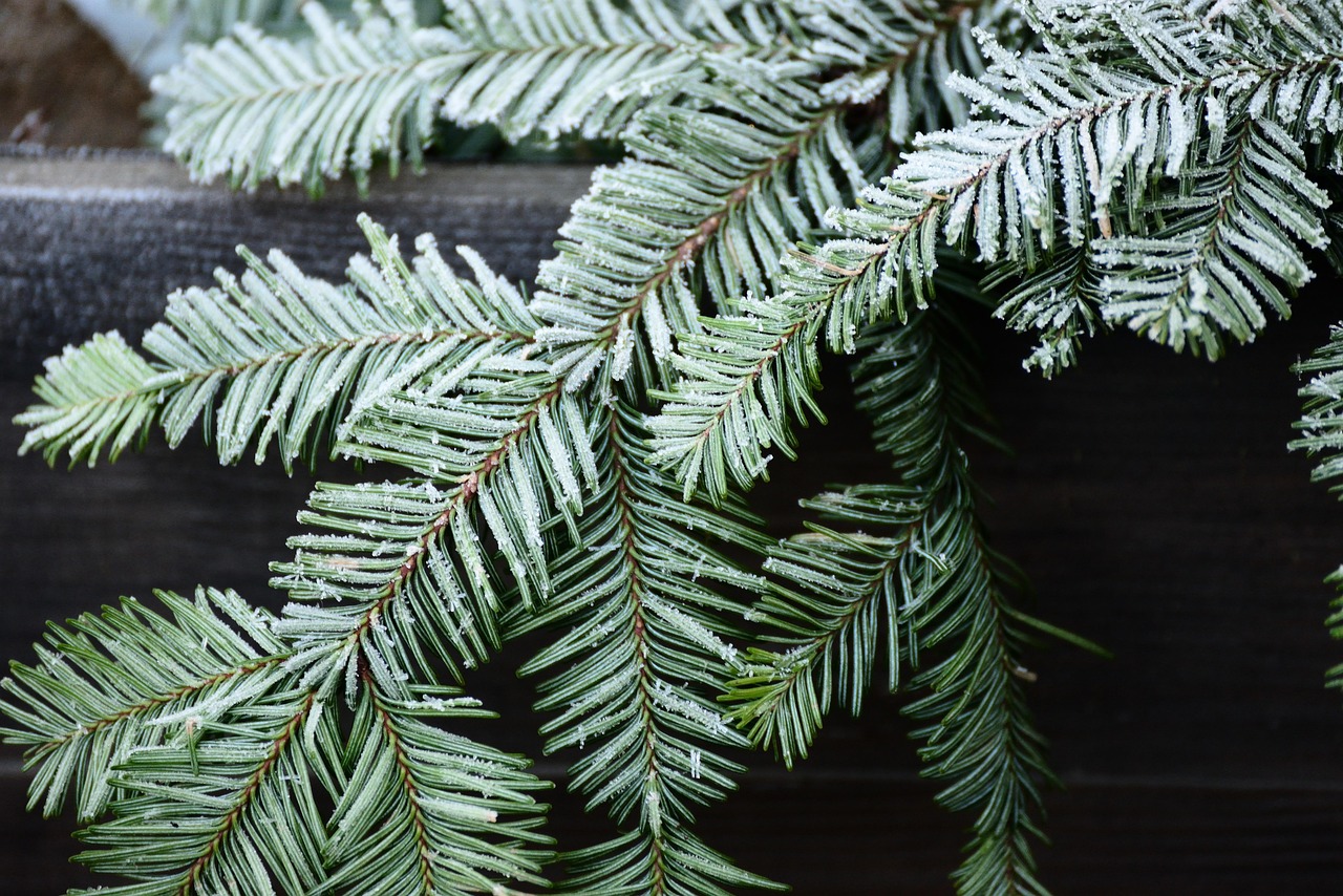 branch, fir branch, frost, frozen, winter