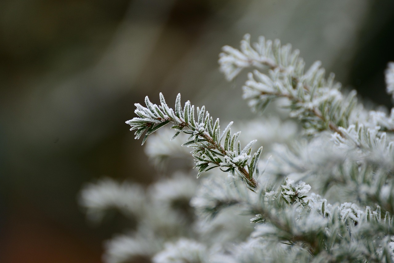 fir branch, hoarfrost, winter, frost
