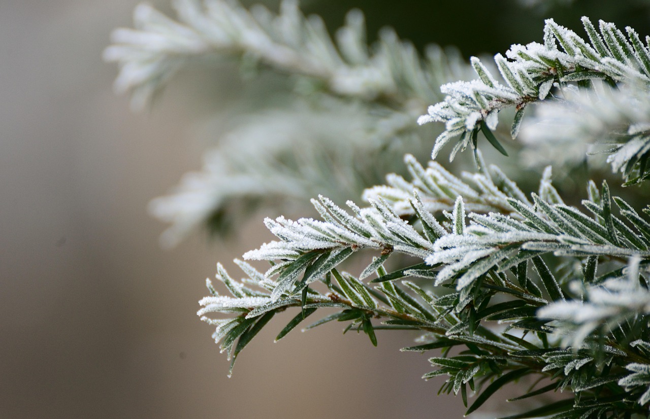 fir branch, hoarfrost, winter, frost, frost, frost, frost, frost, frost