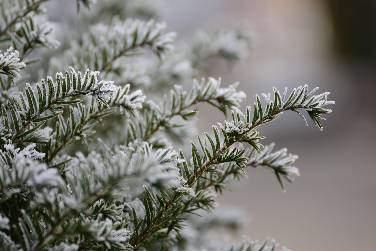 fir branch, hoarfrost, winter, frost