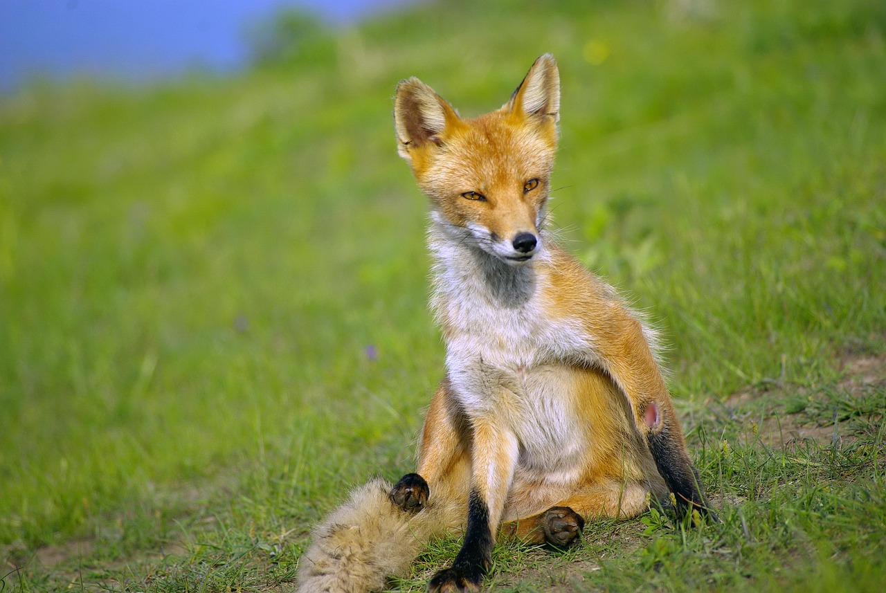 fox, animal, canine, mammal, wildlife, omnivore, nature, meadow, wildlife photography, fox, fox, fox, fox, fox
