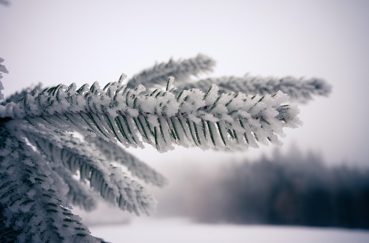 fir tree, spruce, branch, fir branch, snow, forest, tree, nature