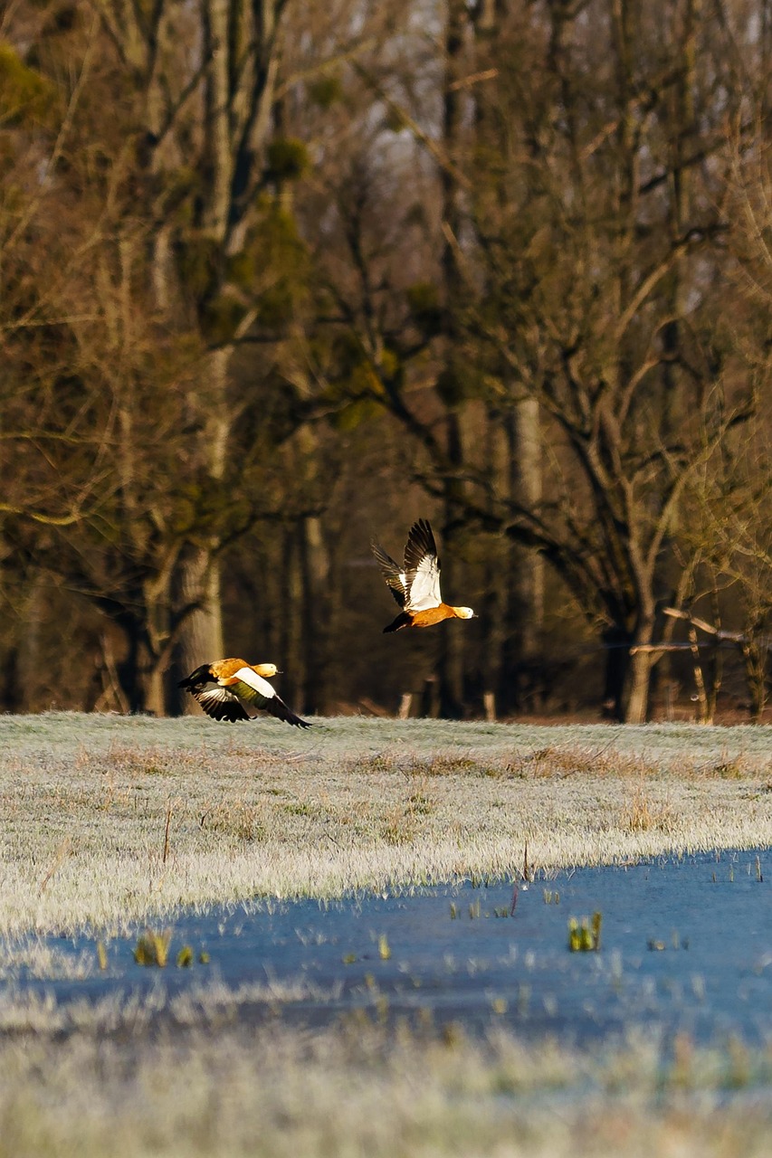 rust goose, flying, flight, goose, bird, the shire, nature, outside, fight, dusseldorf
