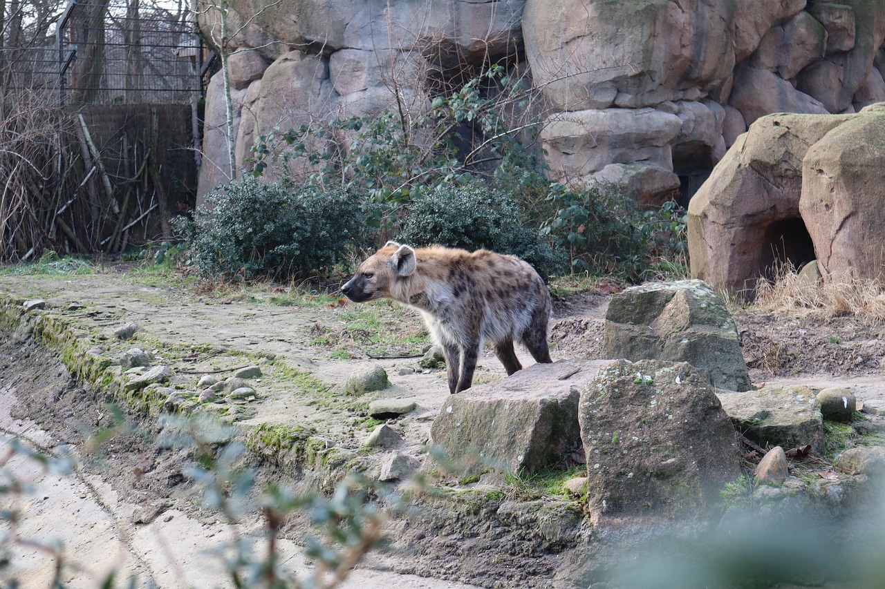 zoo, hyena, wild animal, enclosure