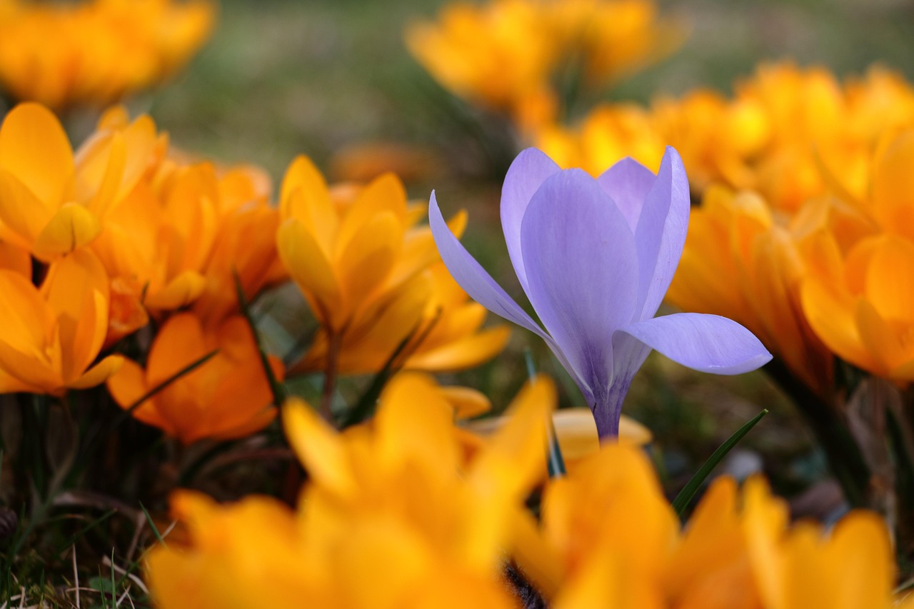 krokus, blumen, pflanzen, lila krokusse, orangefarbener krokus, blumen hintergrund, blumentapete, blüte, schöne blumen, frühling, feld, natur