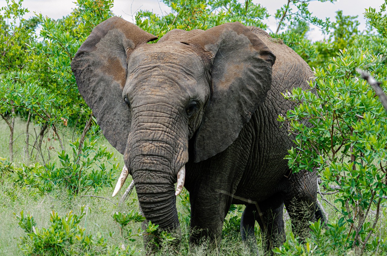 ελέφαντας, παχύδερμο, kruger national park, ζώο, άγριος, άγρια ζωή, αφρική, φύση