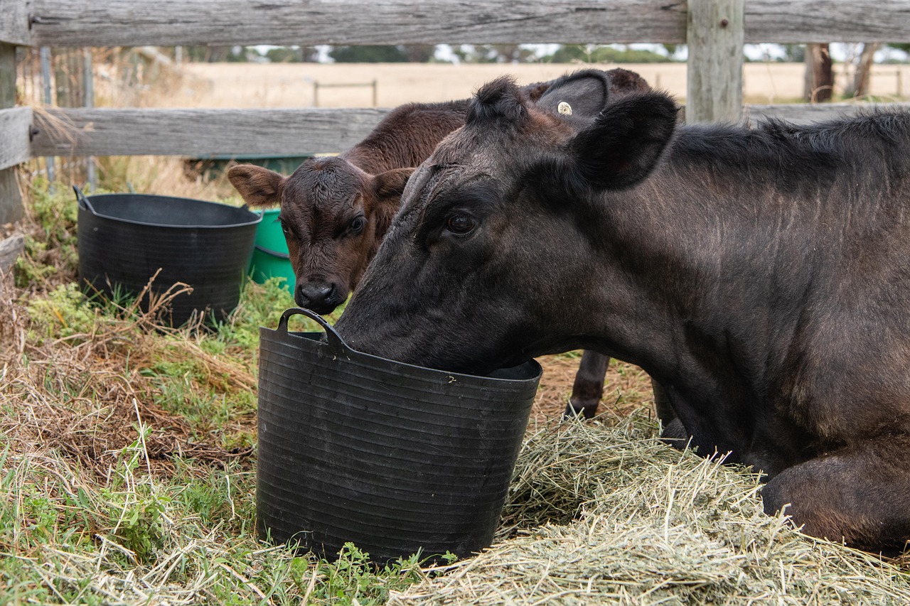 vițel, vacă, bovine, nou nascut, animale, fermă, natura, mamifere, agricultură, rural, mediu rural, vită, mama și puiul de vacă