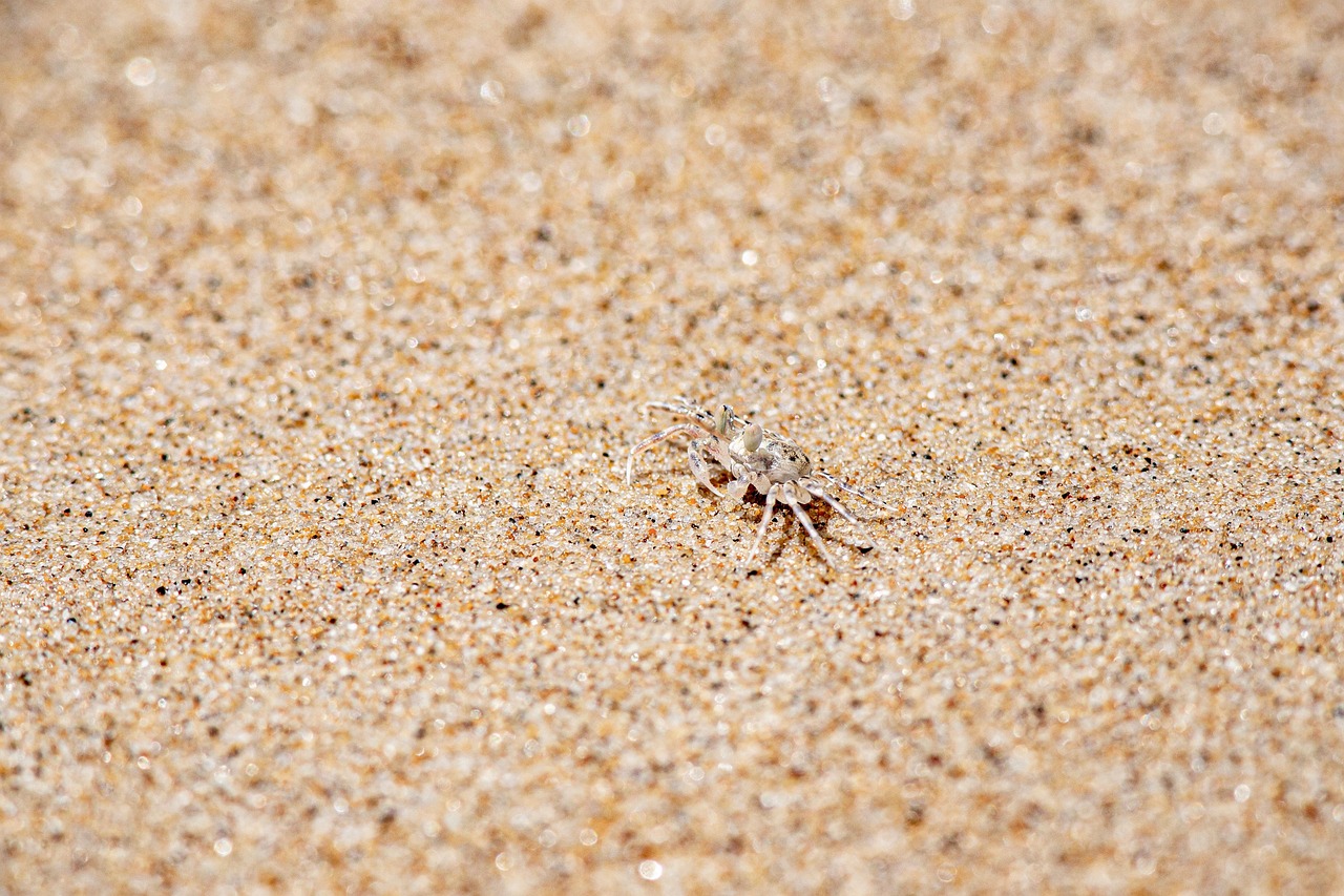 granchio, sabbia, spiaggia, mare, estate, vacanze, all'aperto, costa, clima tropicale, animali selvatici, viaggio, copia spazio, deserto, destinazioni di viaggio, isola, divertimento, animale, natura