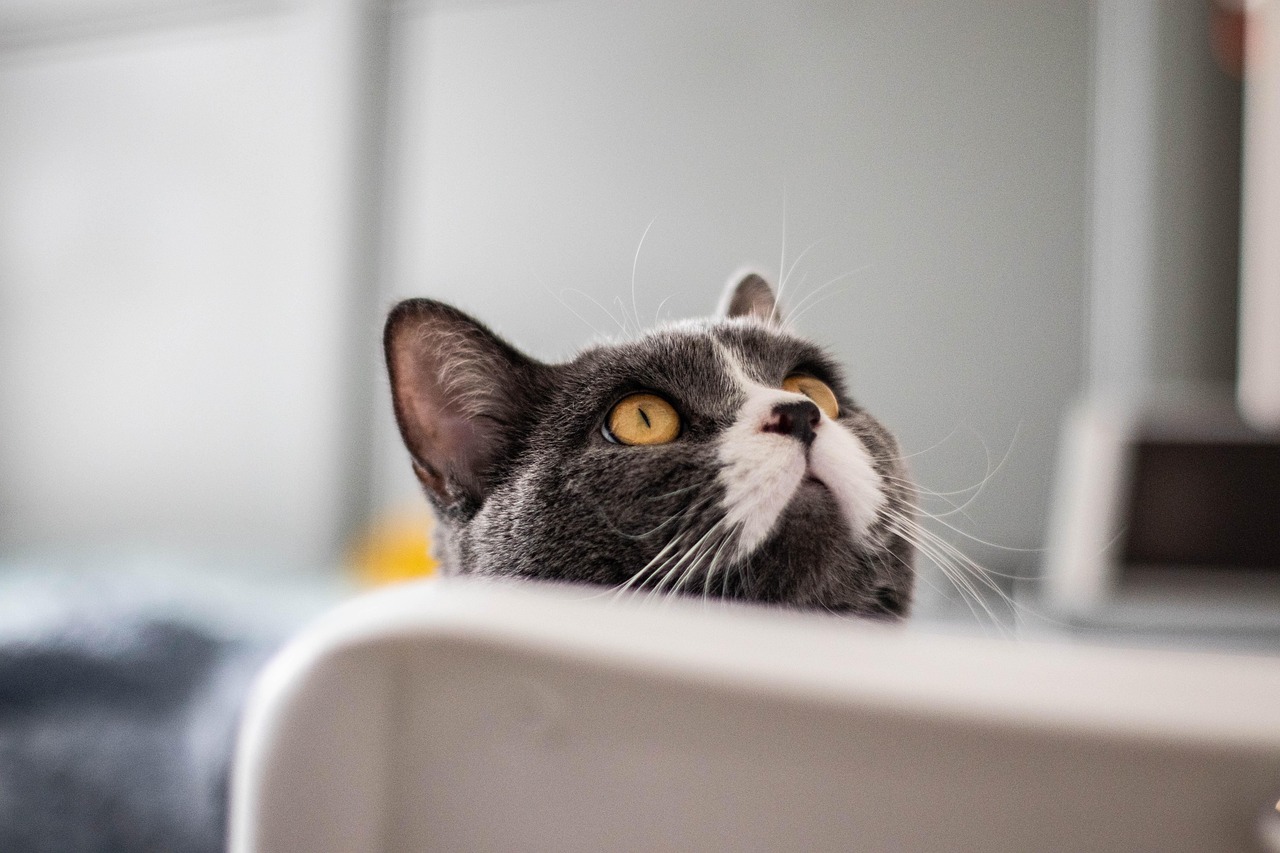 cat, pet, feline, animal, fur, kitty, domestic, domestic cat, nature, cat portrait, animal world