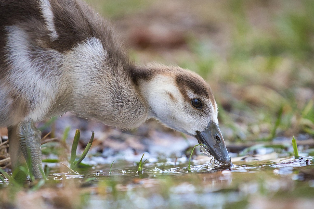 egyptian goose, egyptian goose chick, chick, cute, sweet, germany, urban wildlife, canon, wildlife, nature