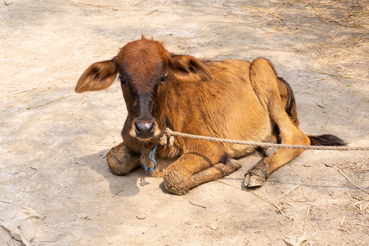 vacă, pui de vacă, fermă, bovine, taur, natura, animal