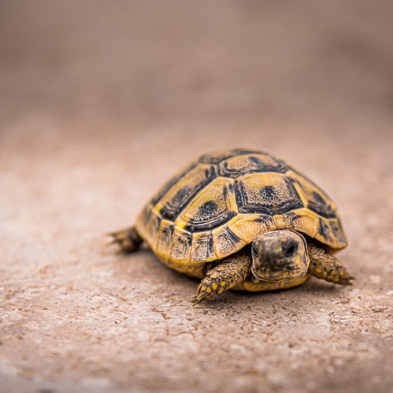 turtle, tortoise, reptile, omnivore, shell, creature, species, turtle, turtle, turtle, turtle, turtle, tortoise, tortoise, tortoise, tortoise, tortoise, omnivore, omnivore, omnivore, species