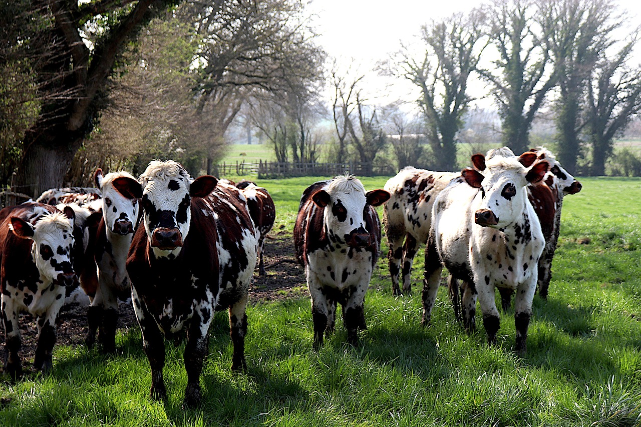 mucche, bestiame, animali da fattoria, natura, ruminanti, animali, campo, pascolo
