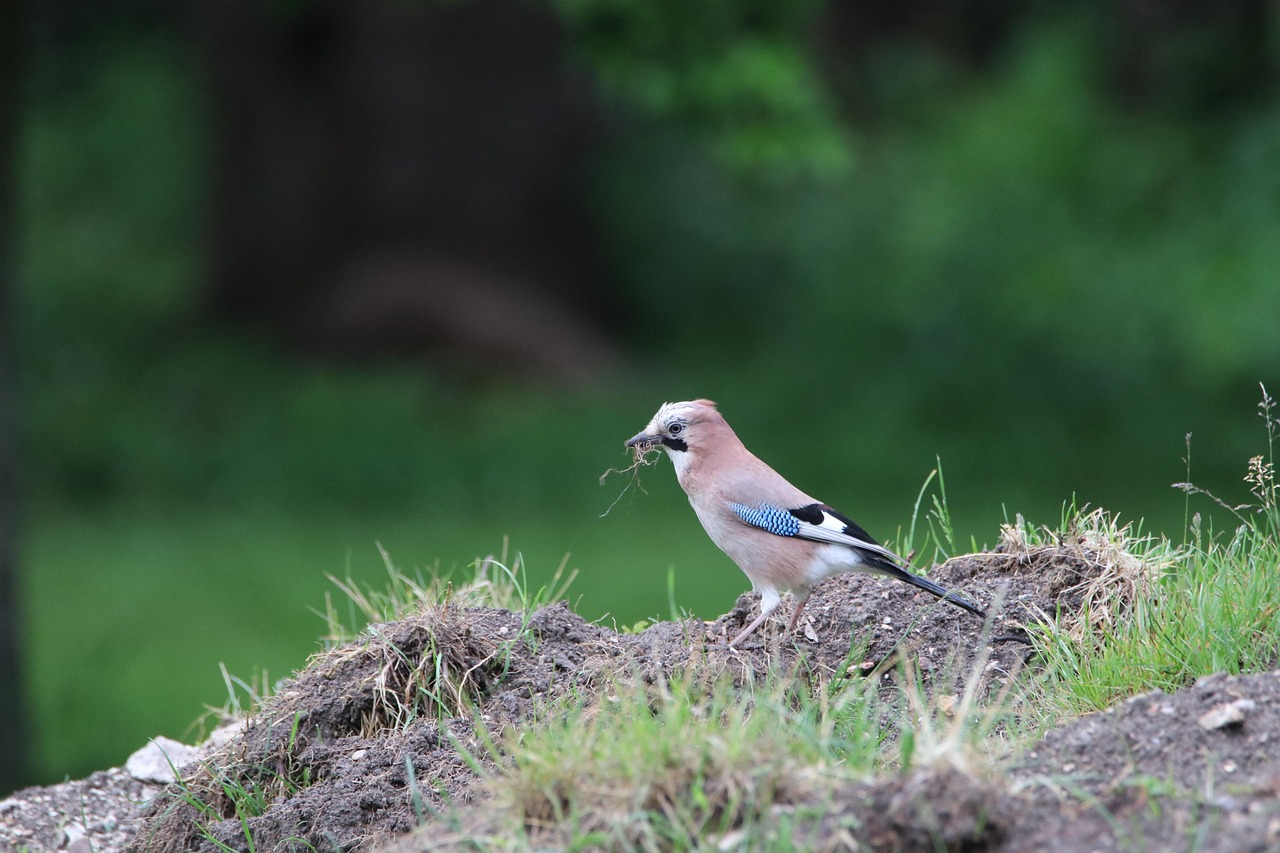 jay, vogel, nest bau, tierwelt, biologische vielfalt, tier, natur, wald