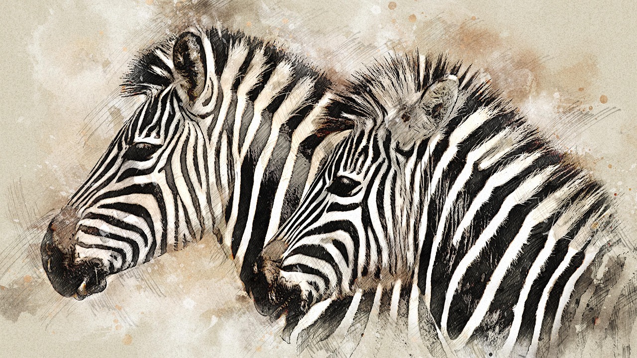 zebras, natur, tiere, equiden, säugetiere, wilde tiere, tierwelt, wildnis, digitale manipulation