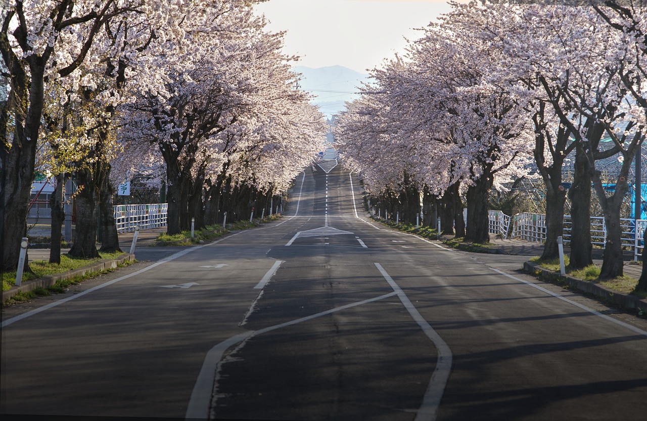 flores de cerezo, la carretera, japón, sakura, viaje, paisaje, naturaleza, primavera