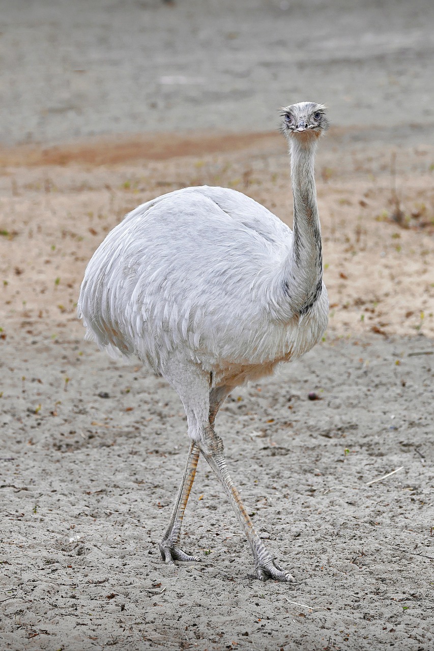 bird, greater rhea, ornithology, species, fauna, nature, avian, animal, feathers, plumage, flightless, beak, tarsus