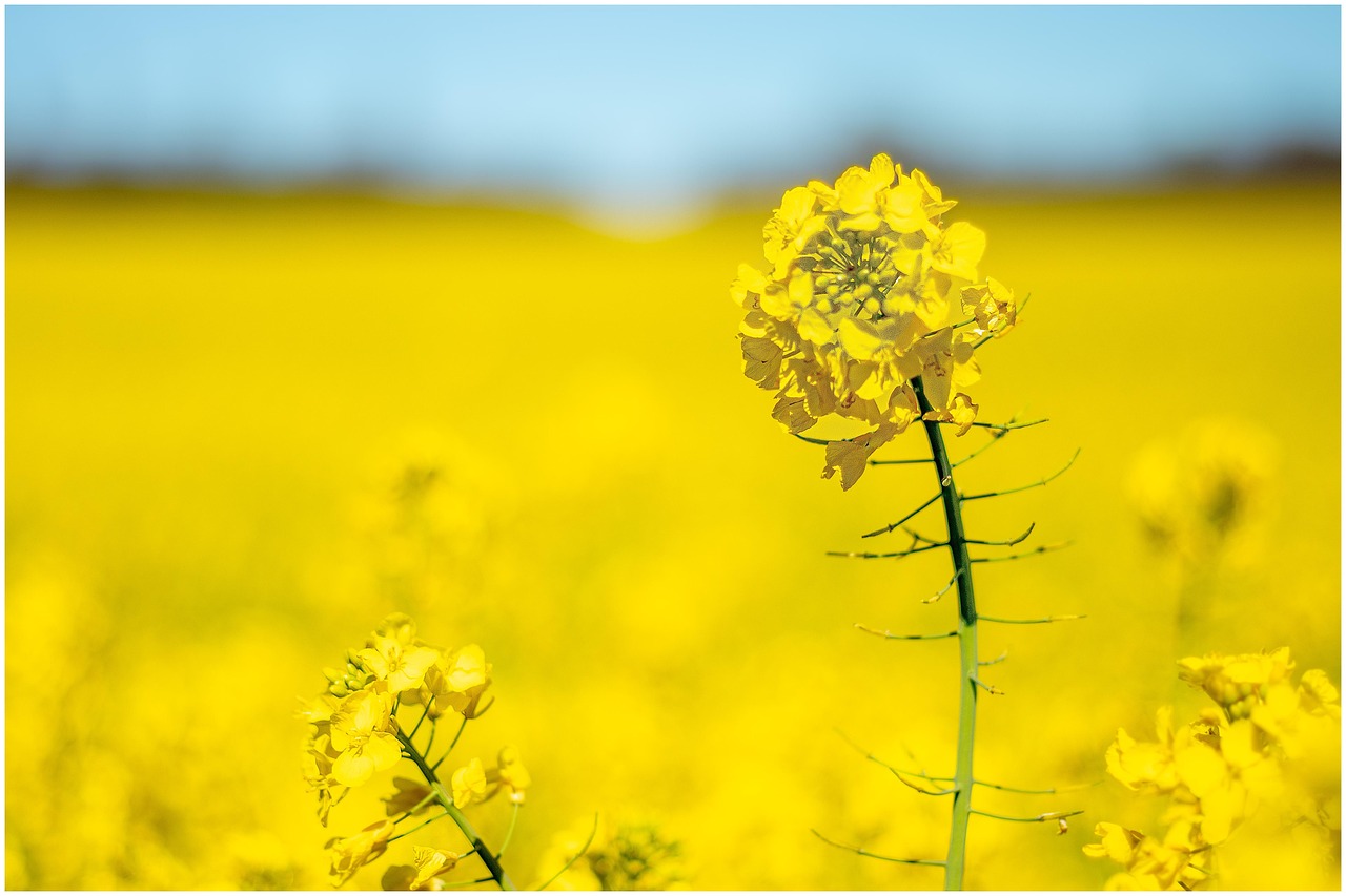 rapeseed, rape field, oilseed rape, yellow flowers, plants, agriculture, nature
