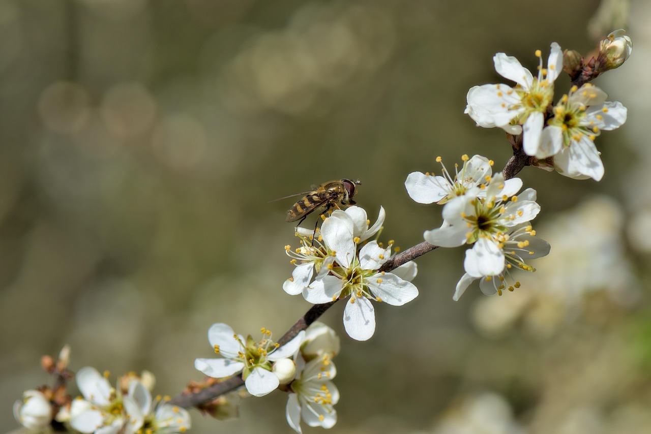 pxclimateaction, bee, insect, pollination, pollen, blackthorn, sloe, blossom, bloom, blooming branch, fauna, flora, blackthorn, blackthorn, blackthorn, blackthorn, blackthorn