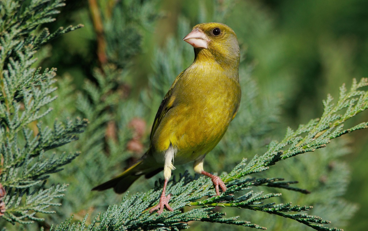 grünfink, vogel, tierwelt, fink, tier, natur, vogelbeobachtung, grünfink, grünfink, grünfink, grünfink, grünfink