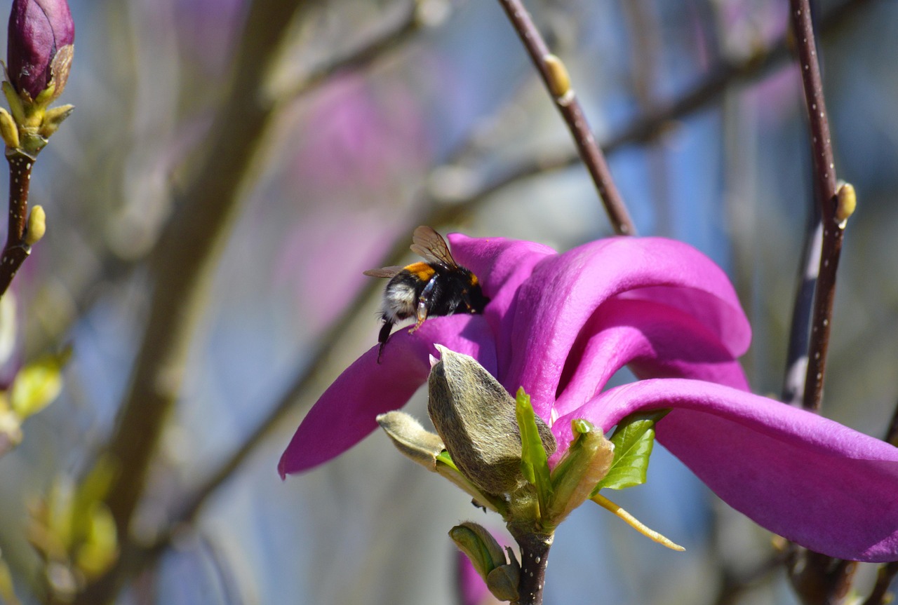 insekt, magnolie, bestäubung, hummel, blüte, zierholz, tulpenmagnolie, magnolie × soulangeana, magnolien, lila magnolie, magnolia liliiflora, frühling, natur, blütenblätter, frühblüher